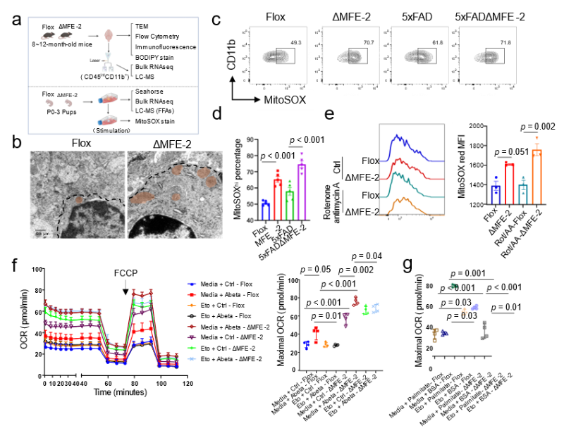 上海交大王宏林团队以中药活性分子靶向小胶质细胞缓解阿尔兹海默症中枢炎症,为中药现代化研究提供新范式