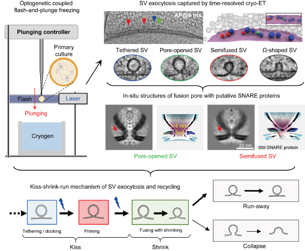 科学家实现毫秒级纳米成像 破解神经突触传递核心机制