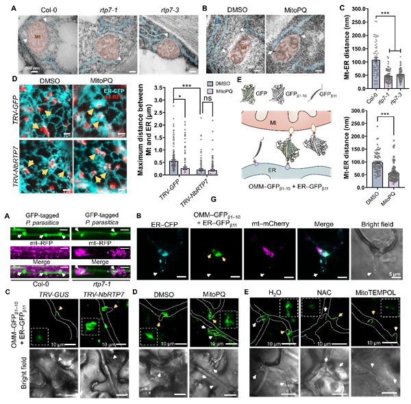 西北农林科技大学(735)西北农林科技大学单卫星教授团队揭示线粒体活性氧mROS触发线粒体—内质网互作及转运进而激活植物免疫的新机制