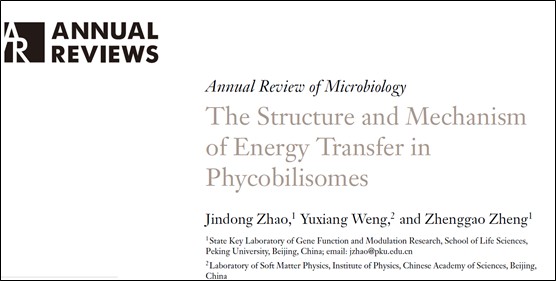 北京大学生命科学学院赵进东课题组应邀撰写藻胆体的结构和能量传递机制长文综述