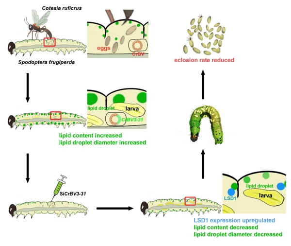 西北农林科技大学(751)植保学院作物害虫致灾机理及防治团队在寄生蜂调控寄主营养代谢方面取得重要进展