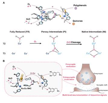 北京师范大学化学学院毛兰群和吴菲教授课题组在Science Advances发表重要研究结果:人工金属酶实现鼠脑内多巴胺水平的调控