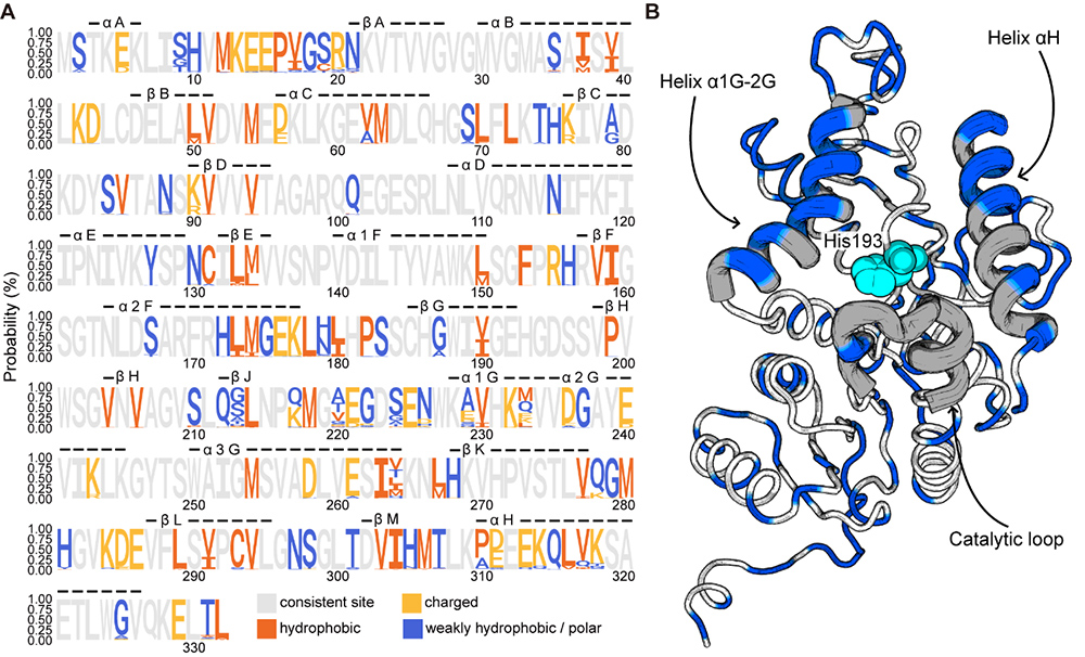 中国海洋大学在蛋白质温度适应和趋同进化研究中取得新进展