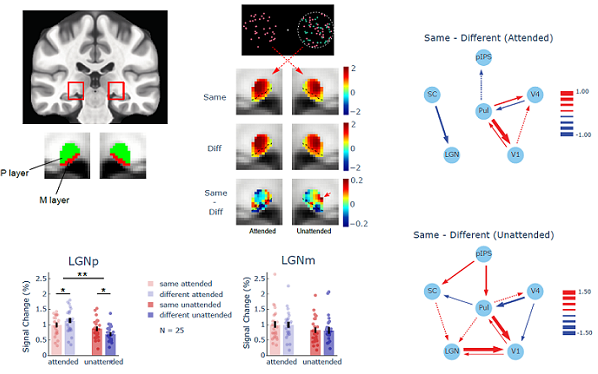 研究揭示全局特征注意的皮层下神经机制