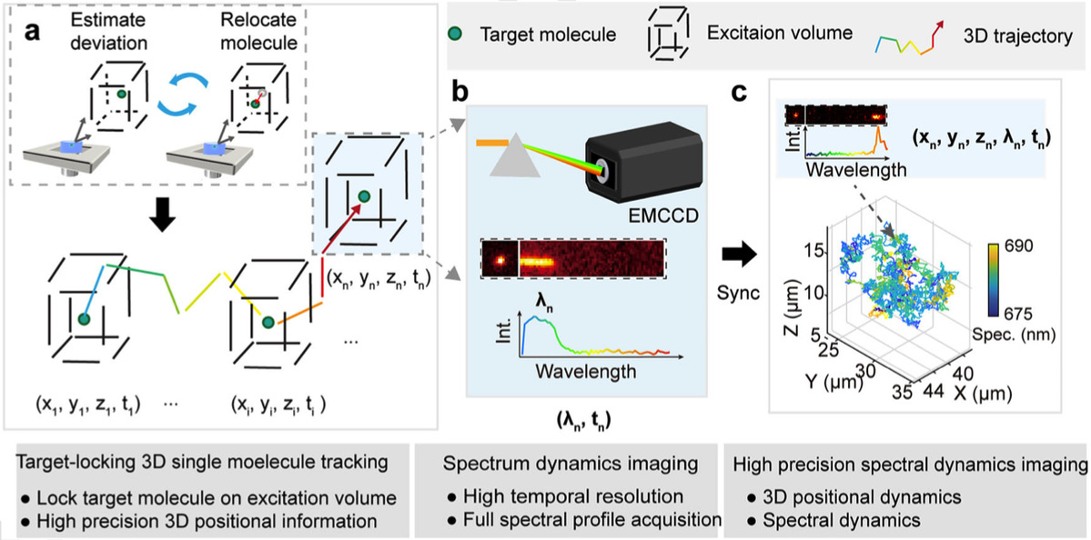 哈工大张永兵教授团队在多维单分子动态成像领域取得重要研究进展