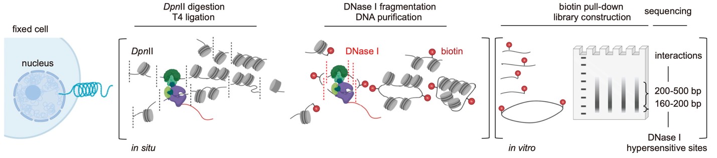 北京大学生命科学学院李程研究组与合作者发表开放染色质互作新技术并鉴定人类胎脑的独特基因空间调控模式
