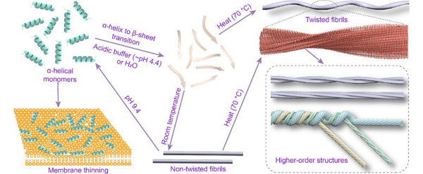 NINJ1蛋白衍生肽HE30的破膜-组装动态调控研究获进展