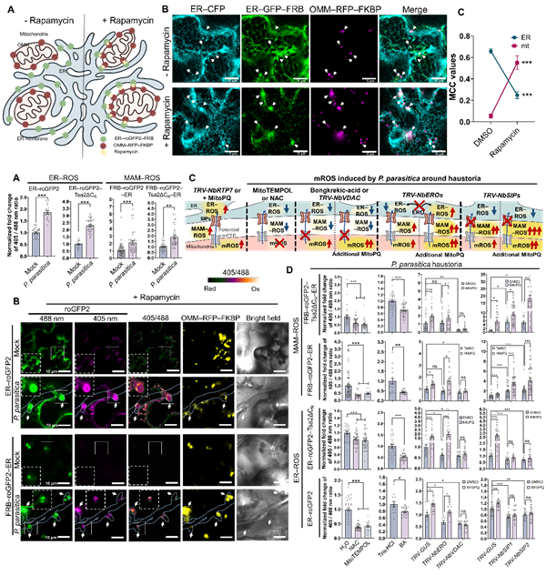 西北农林科技大学(735)西北农林科技大学单卫星教授团队揭示线粒体活性氧mROS触发线粒体—内质网互作及转运进而激活植物免疫的新机制