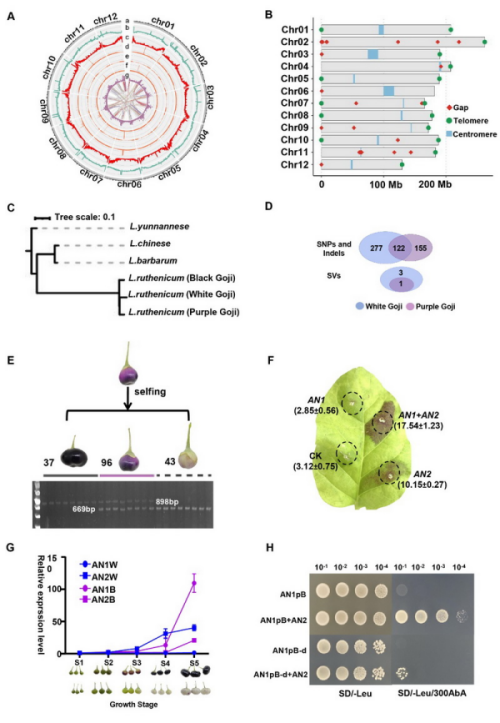 黑果枸杞基因组解析及果实颜色分化研究取得进展