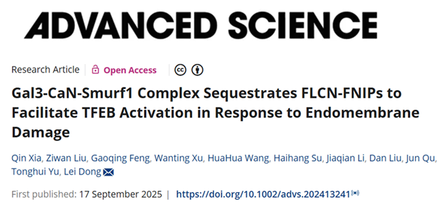 北理工课题组揭示细胞应激压力下自噬调控与溶酶体稳态机制研究新进展