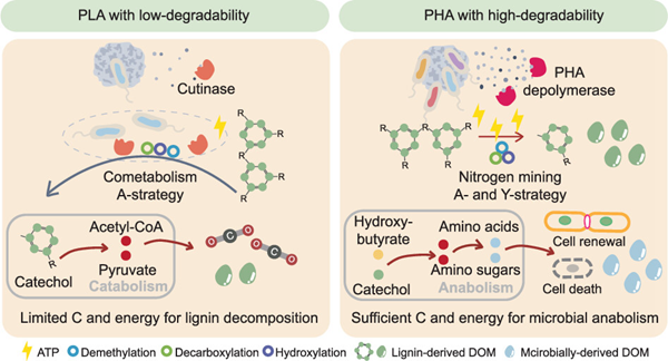 西北农林科技大学(737)韦革宏教授团队揭示可生物降解微塑料驱动土壤有机质转化的微生物机制