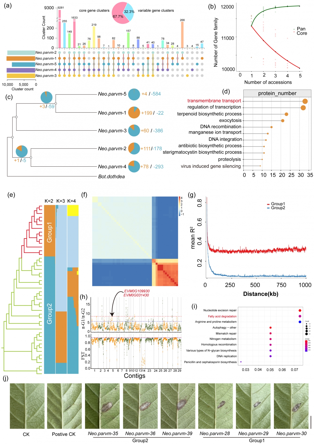 电子科技大学生命学院刘建魁、张勇教授团队在Fungal Diversity期刊发表研究成果