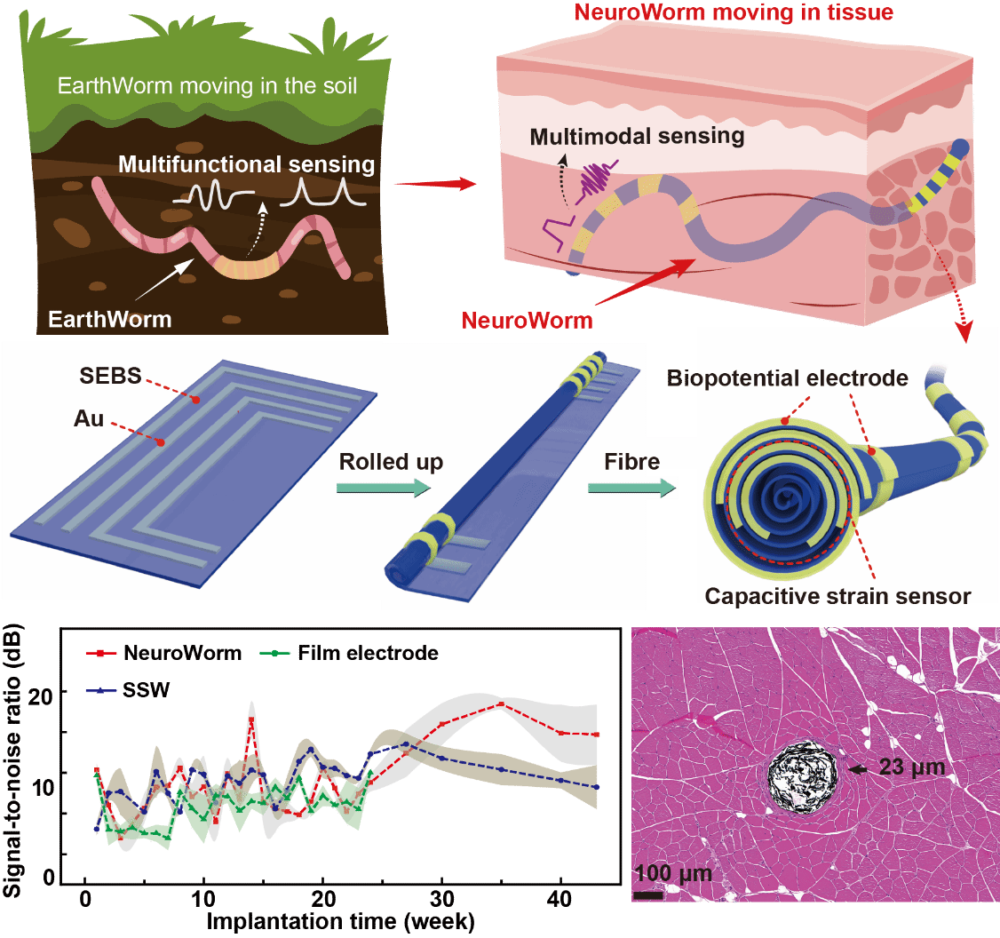 厦门大学厦大学者Nature发文 首次提出动态神经蠕虫电极概念