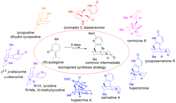 石松生物碱全合成研究取得进展