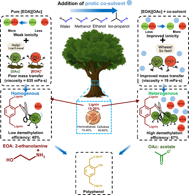北理工团队在木质素脱甲基制备多酚方面取得新进展