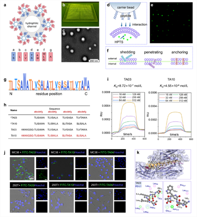 北理工课题组在膜靶向寡聚螺旋肽纳米孔道免疫调节方面取得进展