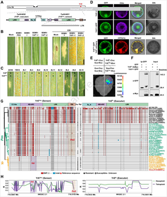 西北农林科技大学(744)农学院小麦抗病团队在小麦条锈病抗性基因研究方面取得进展