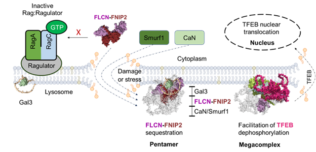 北理工课题组揭示细胞应激压力下自噬调控与溶酶体稳态机制研究新进展