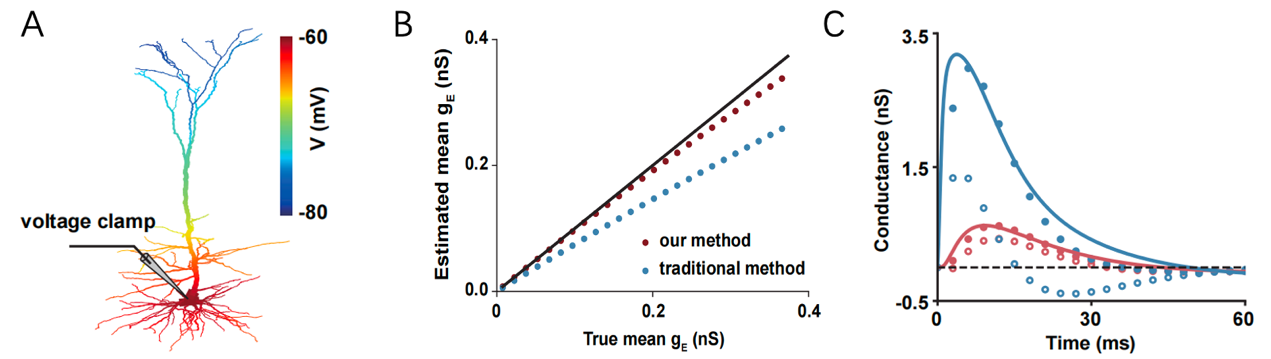 上海交大李松挺和周栋焯团队及其合作者在神经元突触信号测量研究中取得最新进展