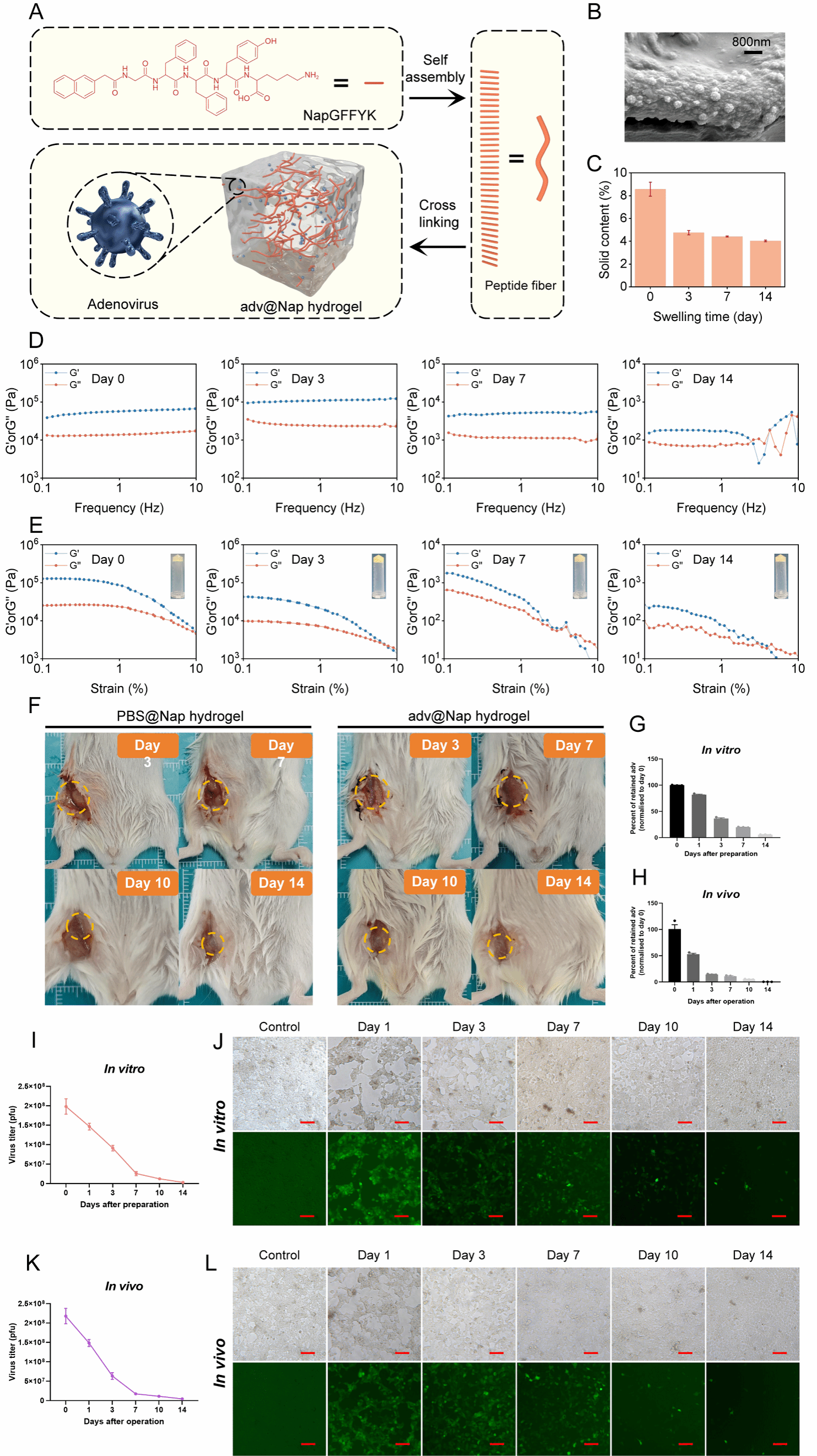 南京大学吴俊华/江春平团队揭示溶瘤病毒始于术中的原位延续性激活抗肿瘤免疫用于控制肿瘤术后复发