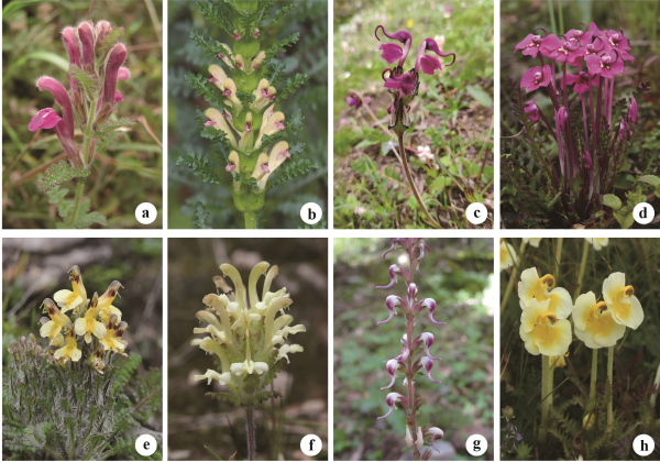 研究揭示马先蒿属超级条形码未显著提升物种鉴别能力