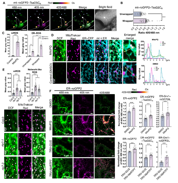 西北农林科技大学(735)西北农林科技大学单卫星教授团队揭示线粒体活性氧mROS触发线粒体—内质网互作及转运进而激活植物免疫的新机制