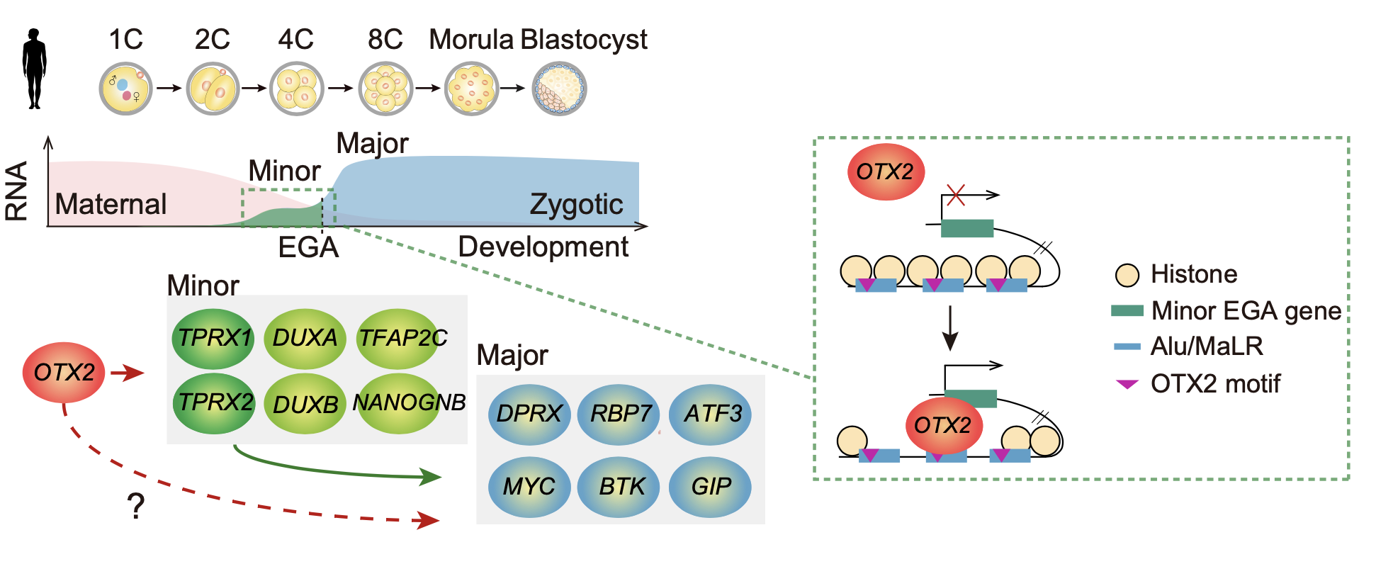 清华大学生命学院颉伟课题组合作揭示母源因子OTX2调控人类胚胎基因组激活和早期发育