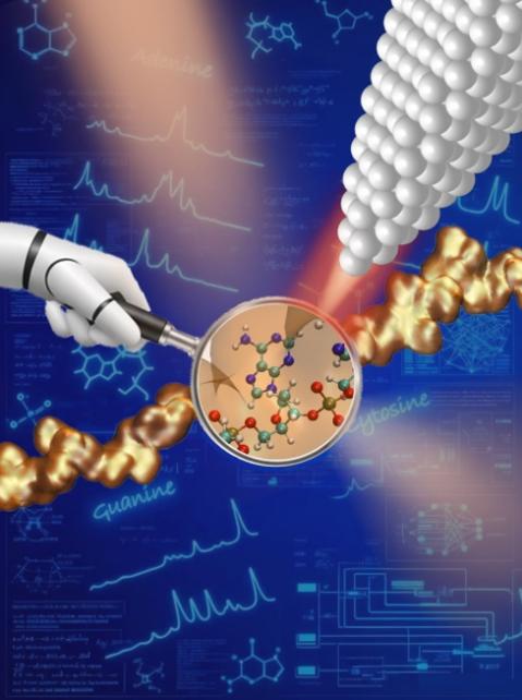 “看清”单链DNA上每一个碱基的结构—— 中国科大算法辅助的针尖增强拉曼显微成像实现单碱基精度识别