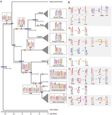 西北农林科技大学(753)园艺学院赵涛/马锋旺课题组揭示苹果族植物亚基因组分化与重复基因功能创新