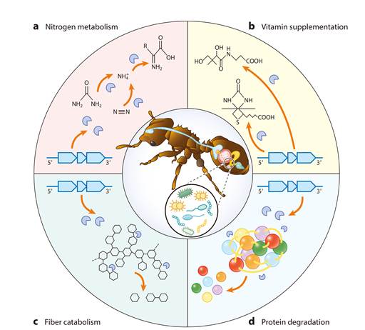 北京师范大学 生命科学学院胡仪教授与康奈尔大学Corrie S. Moreau 教授在Annual Review of Entomology合作发表重要研究综述:揭秘蚂蚁帝国的“幕后功臣”——营养共生微生物