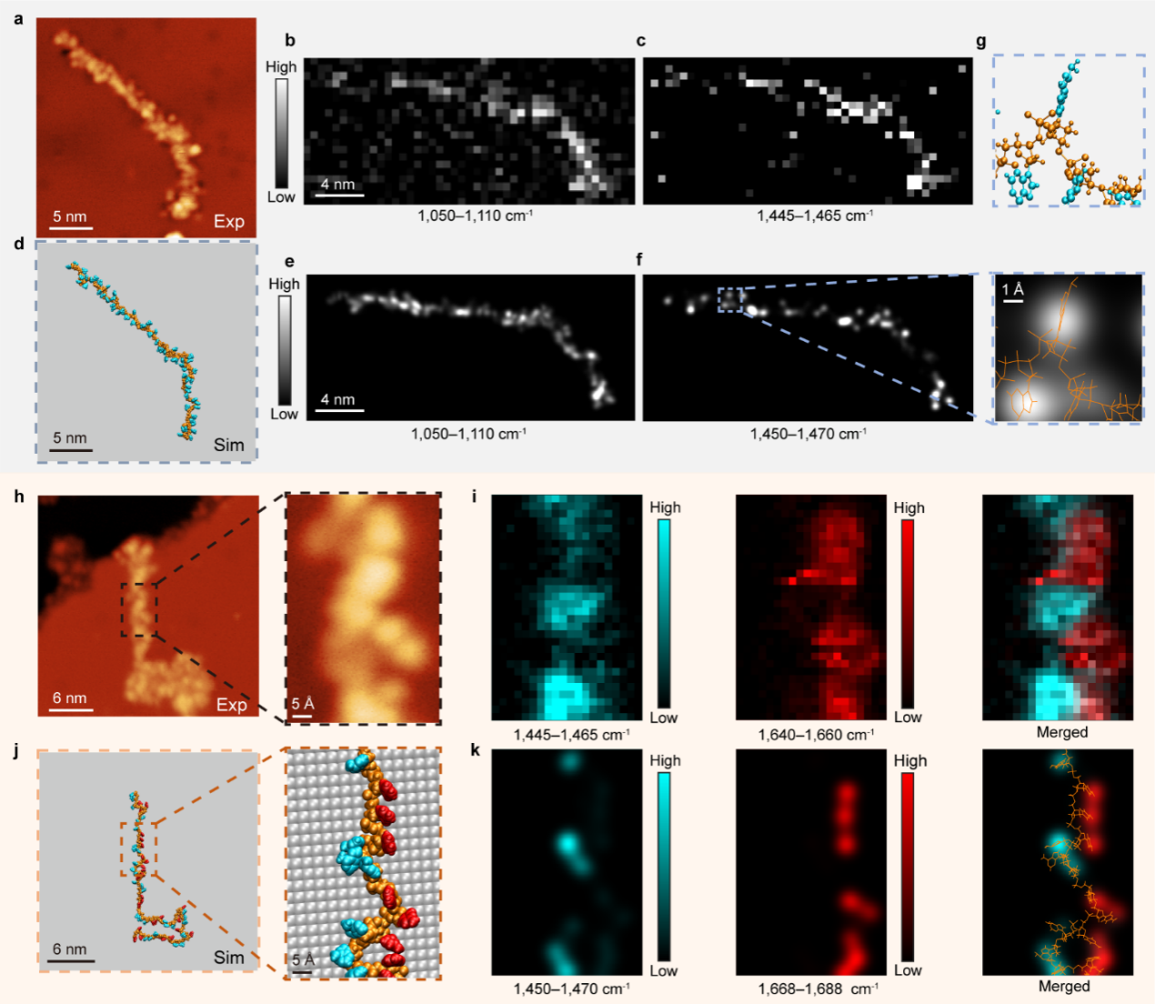 “看清”单链DNA上每一个碱基的结构—— 中国科大算法辅助的针尖增强拉曼显微成像实现单碱基精度识别