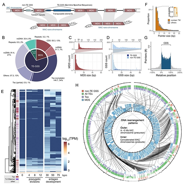中国海洋大学原生动物学团队在小RNA介导的基因组DNA精确删除领域取得新进展