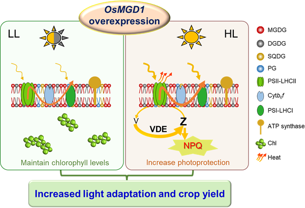 西北农林科技大学(749)水保全重室王仕稳研究员团队发现调控作物光适应性的新途径