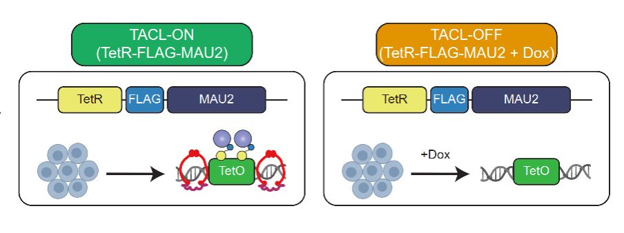 南京大学现代生物研究院韩瑞琦等揭示活细胞中环挤出的动态过程及黏连蛋白的相互作用