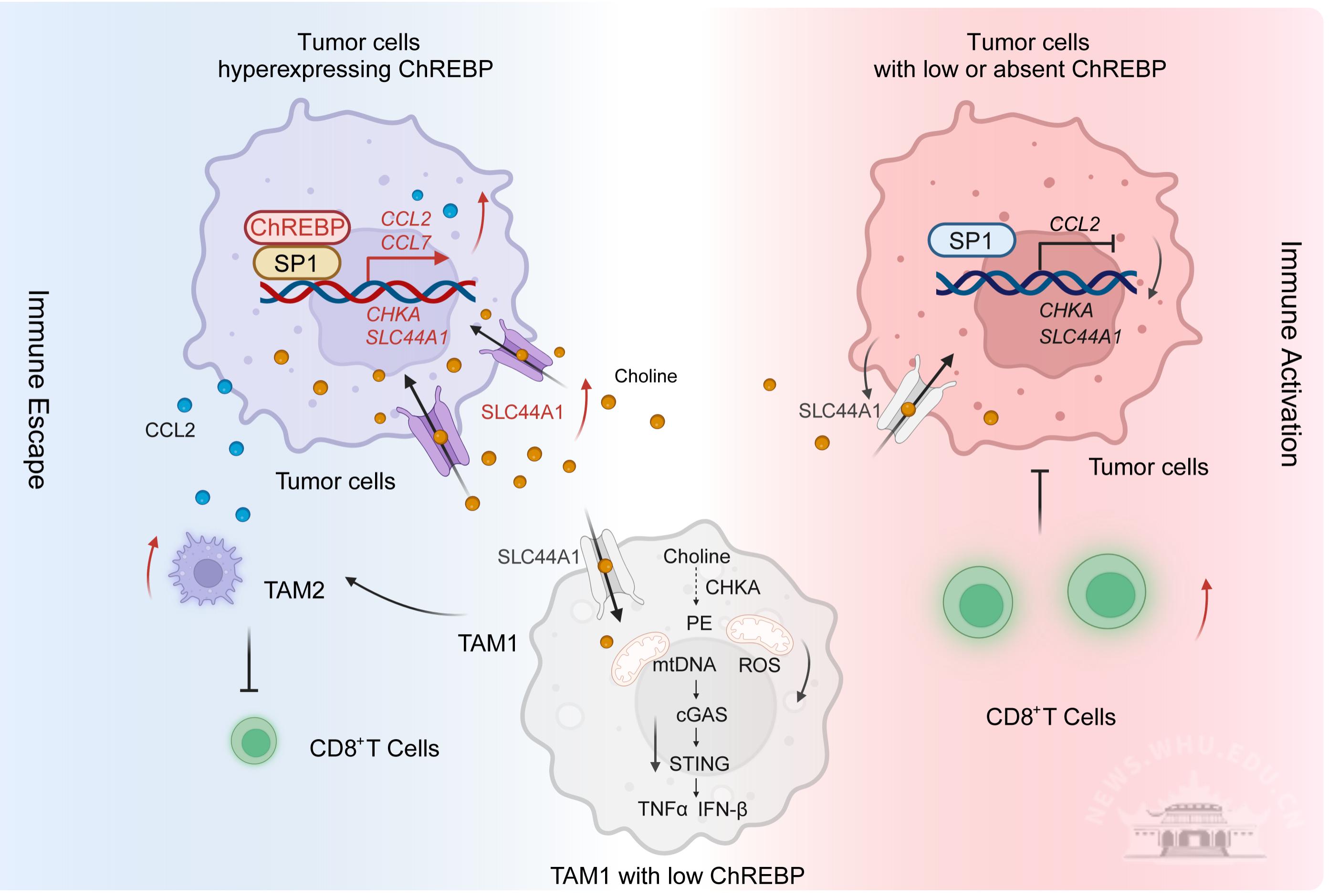 武汉大学江从庆/张金方/魏文毅教授课题组在结直肠癌免疫逃逸研究中取得新进展