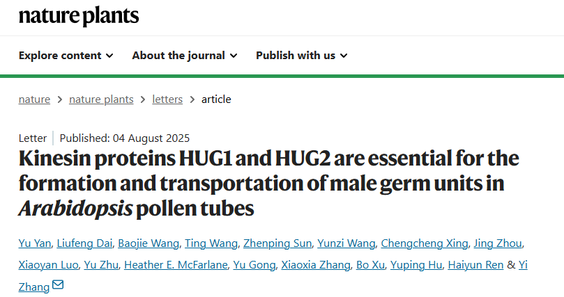 北京师范大学Nature Plants: 生命科学学院张毅团队发现驱动蛋白在植物雄性生殖单位形成与运输中的关键作用