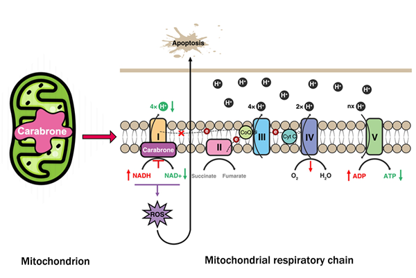 西北农林科技大学(752)植保学院天然产物农药创制及应用团队在天然产物抑菌作用机制研究方面取得重要进展