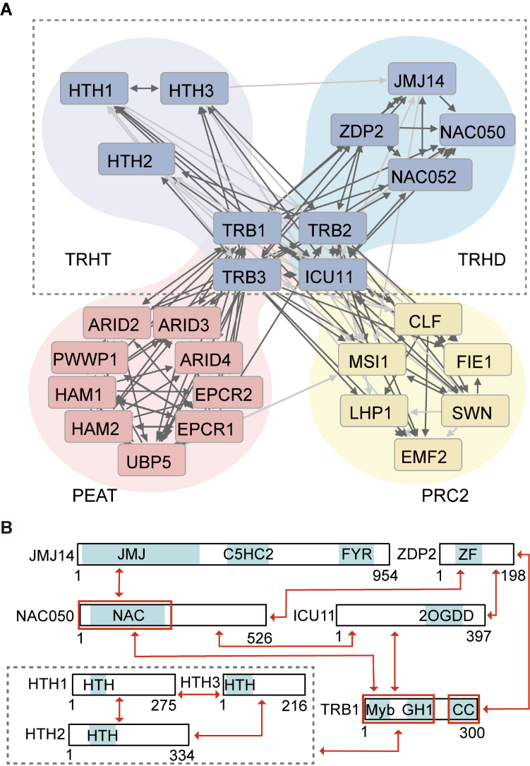 清华大学生物医学交叉研究院何新建实验室发现植物中介导组蛋白H3K4me3去甲基化的复合体