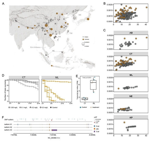 研究揭示东方蜜蜂多样性丧失和农药抗性演化