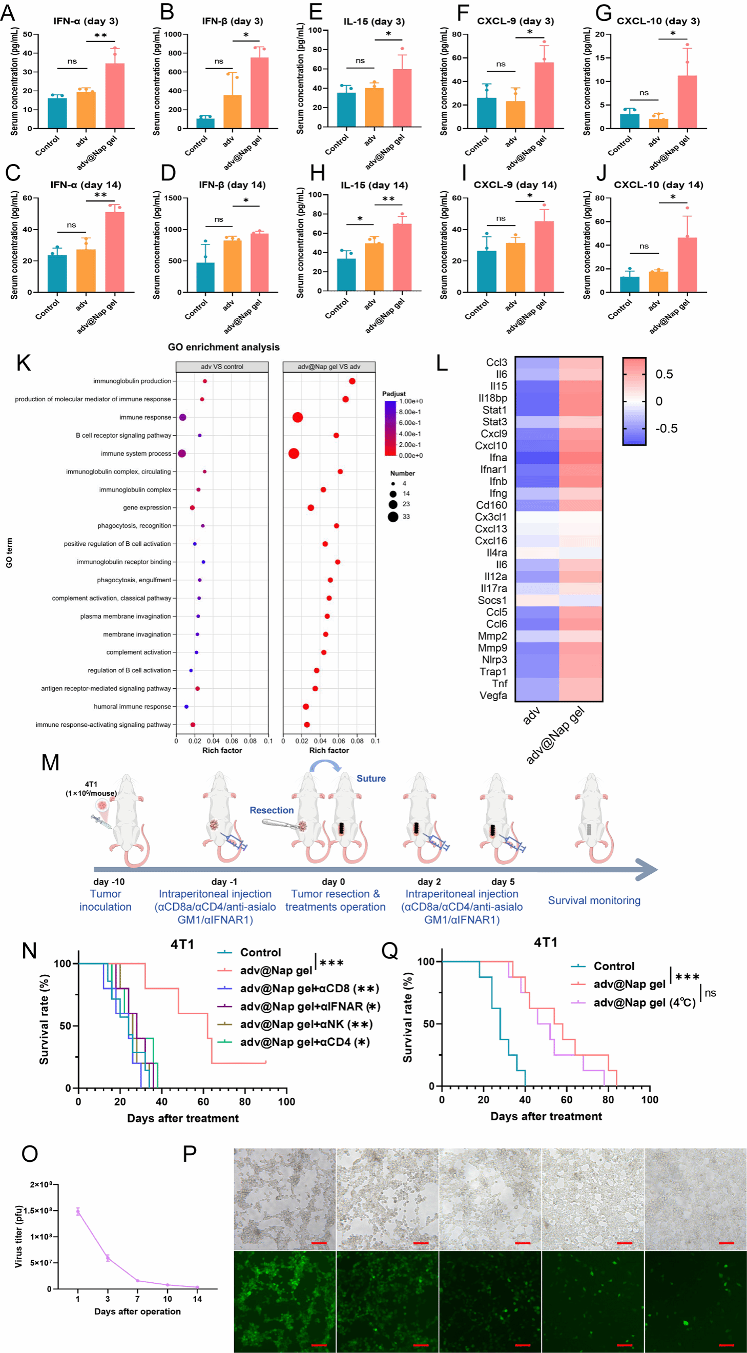 南京大学吴俊华/江春平团队揭示溶瘤病毒始于术中的原位延续性激活抗肿瘤免疫用于控制肿瘤术后复发