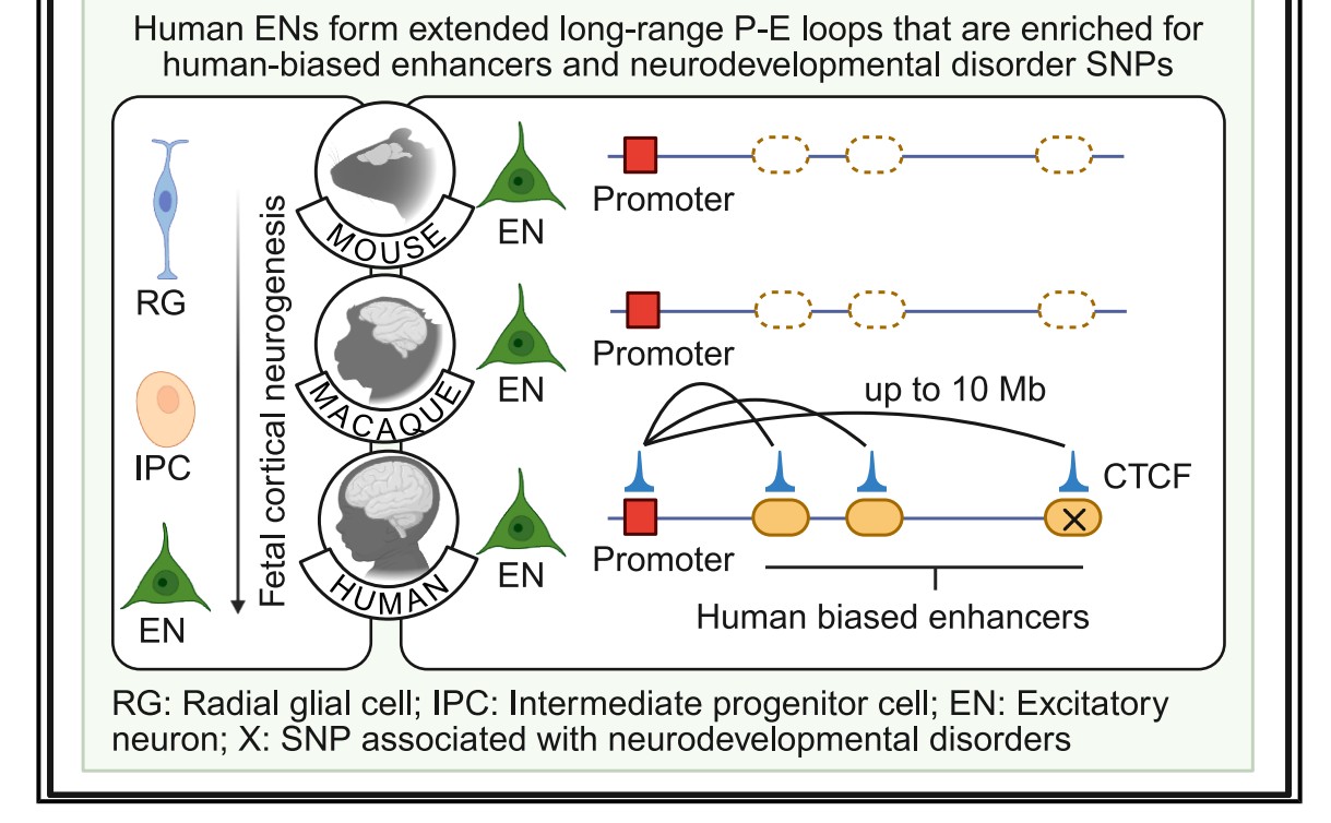 北京大学生命科学学院李程研究组与合作者发表开放染色质互作新技术并鉴定人类胎脑的独特基因空间调控模式