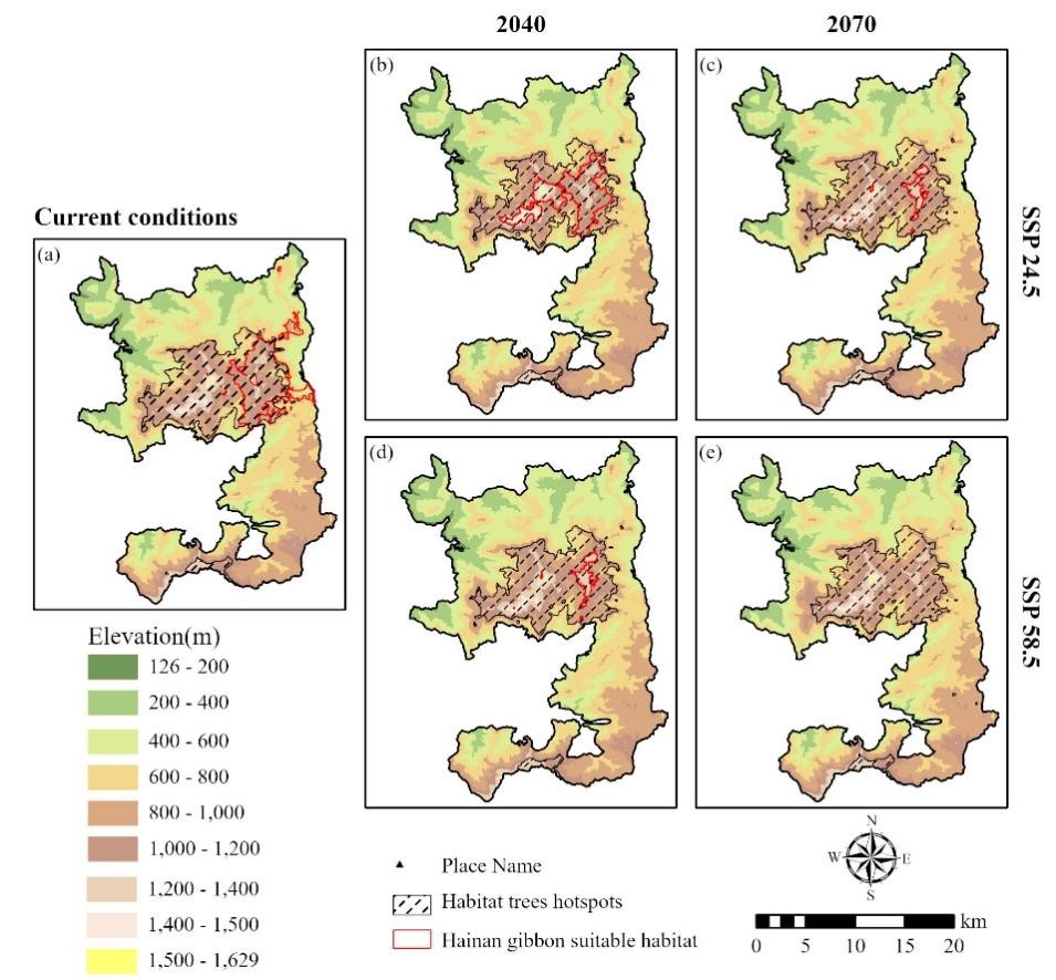 森环森保所阐明气候变化下生境树与海南 长臂猿的耦合机制及协同保护路径