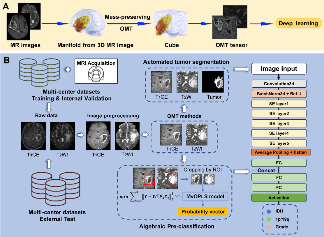 南京大学首次用数学理论攻克脑影像科学重大难题:南京大学张冰教授和数学家丘成桐院士合作成果发布