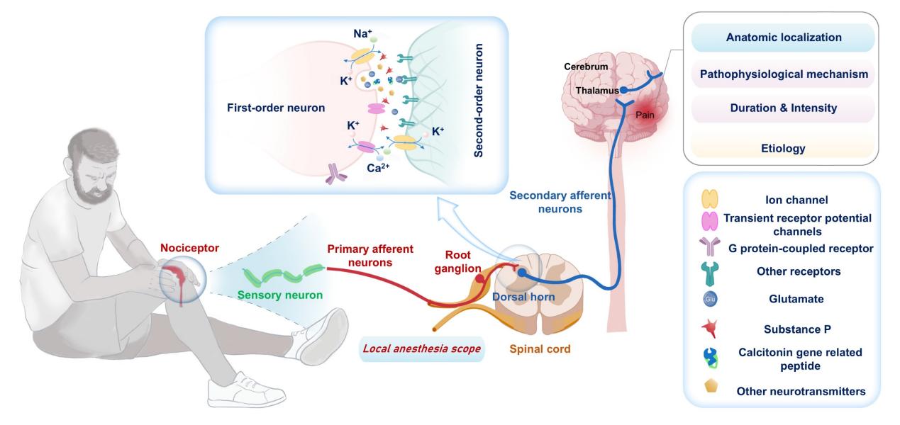 东南大学李全团队在局麻药物精准释放领域发表重要论文