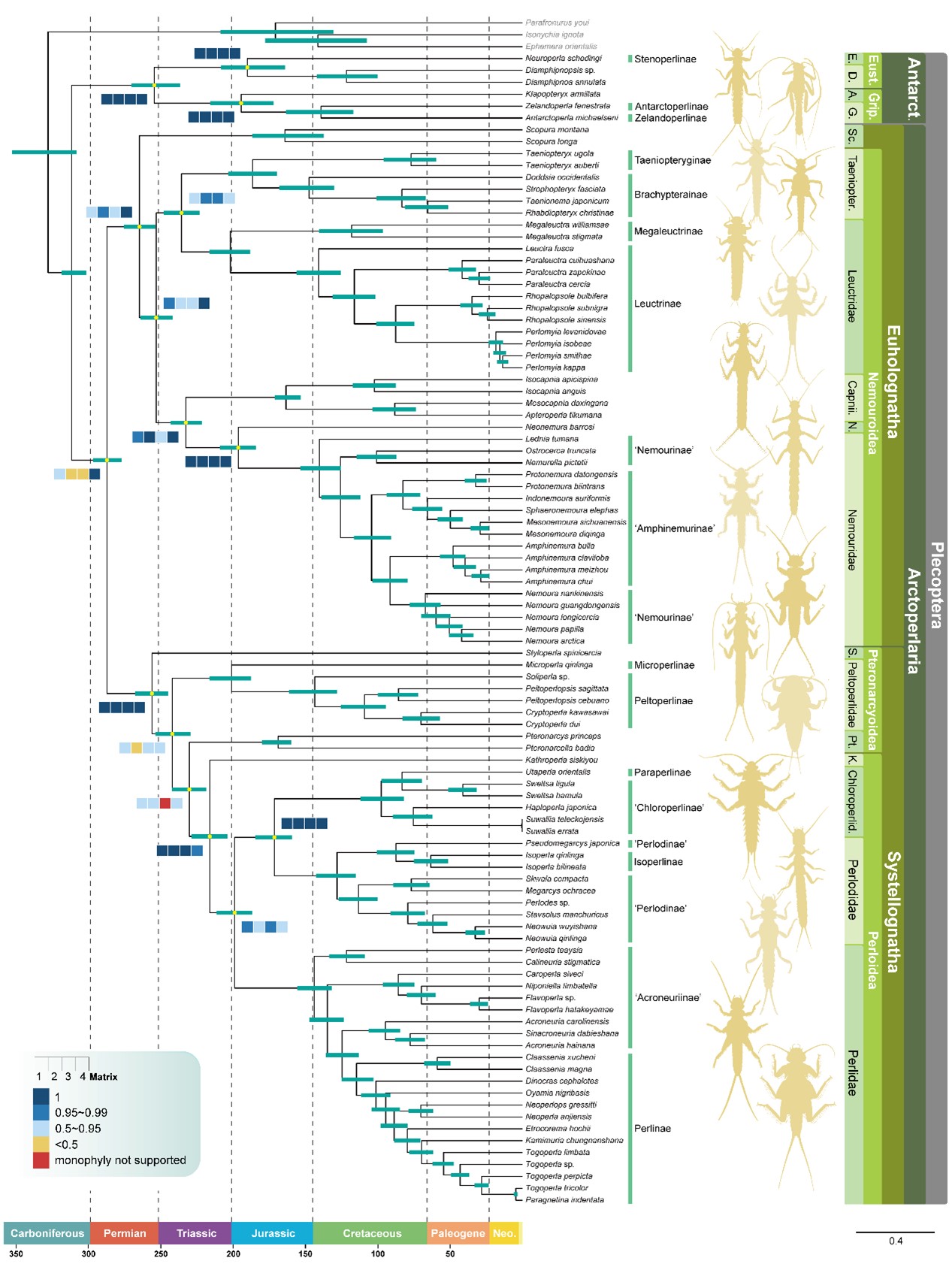 研究揭示石蝇演化历史