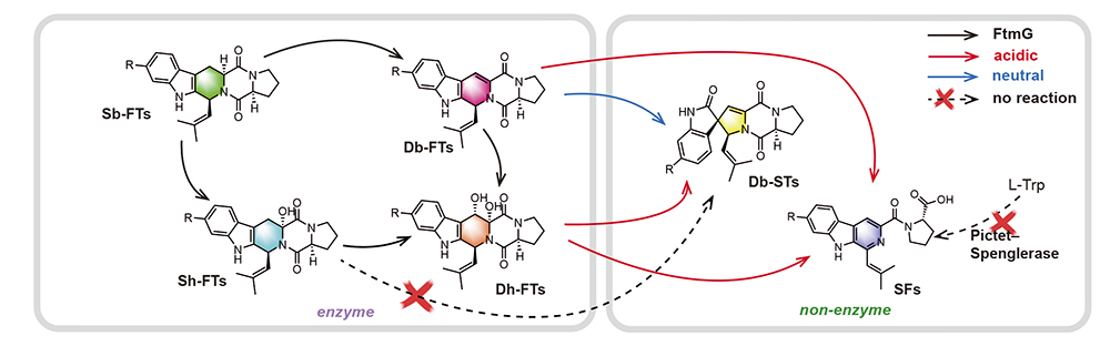 中国海洋大学在微生物天然产物“酶—非酶”协同催化领域取得新进展