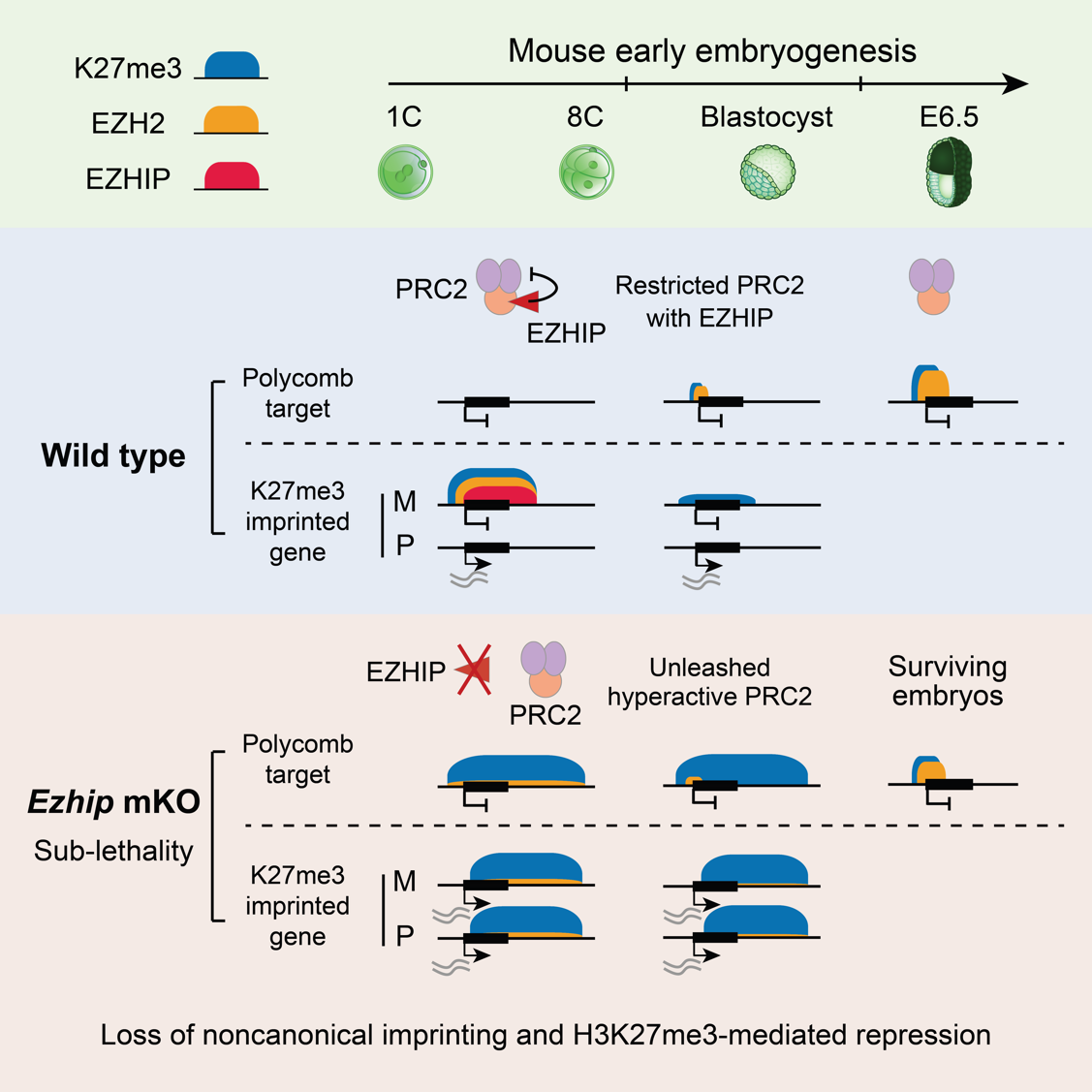 清华大学生命学院颉伟课题组揭示EZHIP为早期胚胎表观遗传重编程重要调控因子