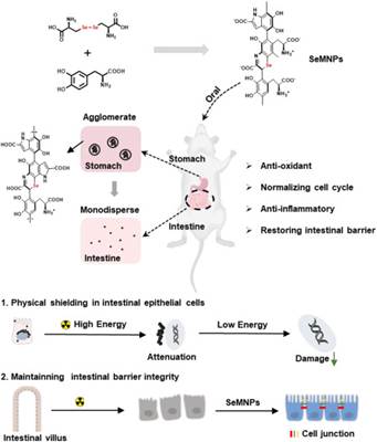 北京师范大学化学学院教授曹玮课题组在Cell Biomaterials发表重要研究成果:硒黑素精巧的胃肠道动力学预防辐射损伤