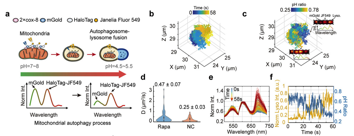 哈工大张永兵教授团队在多维单分子动态成像领域取得重要研究进展