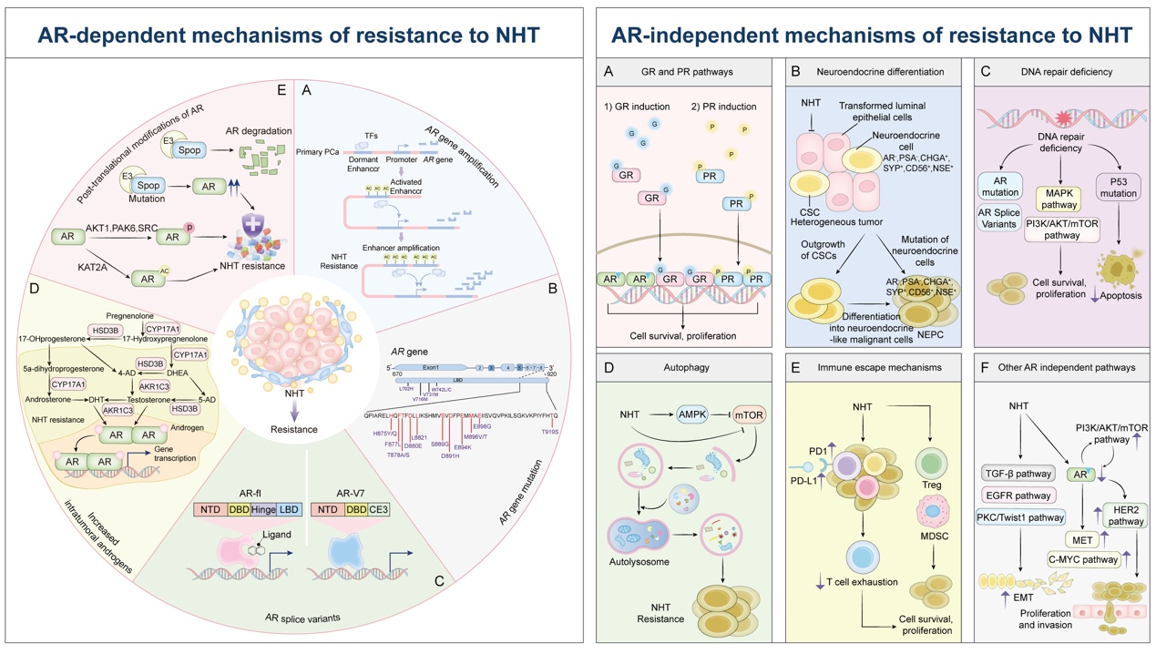 电子科技大学医学院熊玮教授及王志鹏博士在Journal of Pharmaceutical Analysis发表研究成果